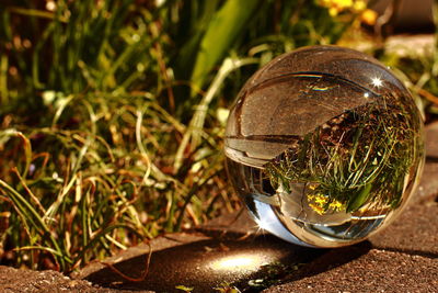 Close-up of glass ball on grass