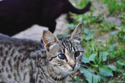 Close-up portrait of a cat looking away