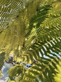 Low angle view of palm tree leaves