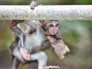 Close-up of monkey