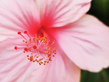 Close-up of pink flower