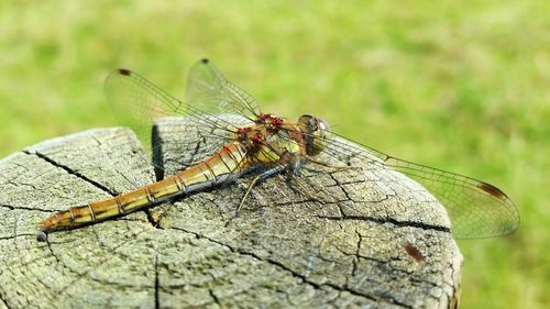 Close-up of damselfly on wooden post