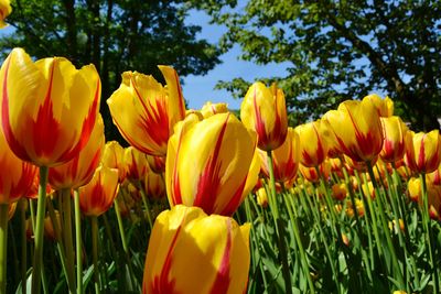 Close-up of yellow tulips in field