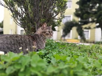 Close-up of cat on tree