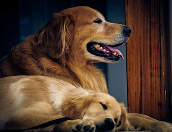 Close-up of golden retriever looking away at home