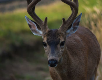 Portrait of antler deer on field