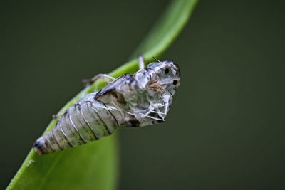 Close-up of insect on leaf