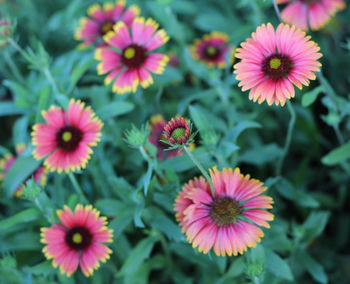 Close-up of flowers blooming outdoors