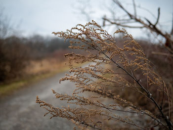 Close-up of dry plant on snow covered field