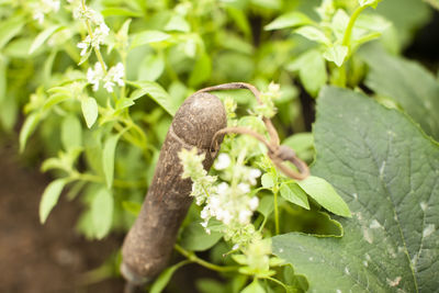 Close-up of lizard on plant