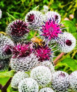 Close-up of purple flowers