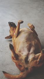 High angle view of dog resting on floor