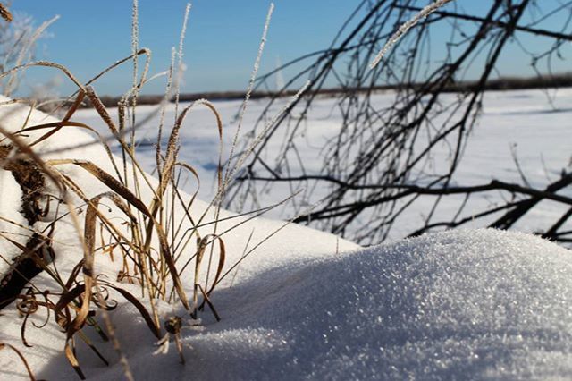 snow, winter, cold temperature, sky, nature, focus on foreground, close-up, tranquility, water, outdoors, white color, day, frozen, no people, beauty in nature, bare tree, tranquil scene, plant, sunlight, river