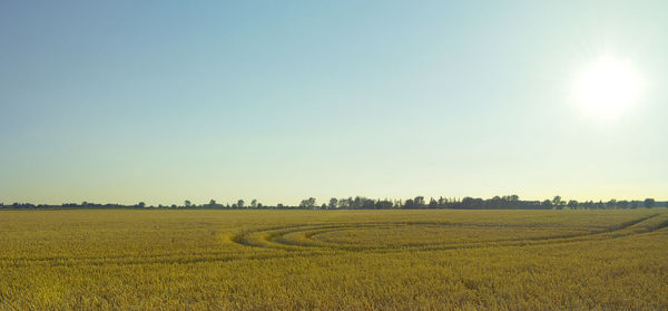 Scenic view of agricultural field against clear sky
