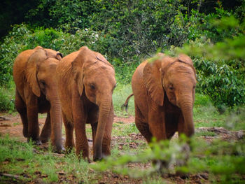 Elephant in a forest