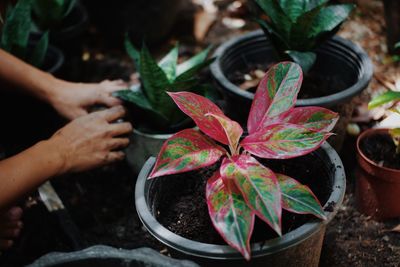 Beautiful houseplant in ceramic pot for home decoration. 