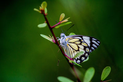 Close-up of butterfly pollinating on flower