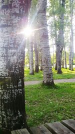 Sun shining through trees in forest