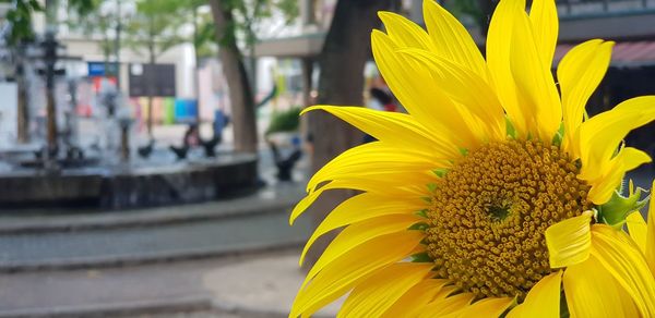 Close-up of sunflower