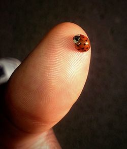 Close-up of ladybug on hand