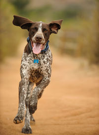 Portrait of dog running