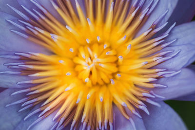 Close-up of yellow flower