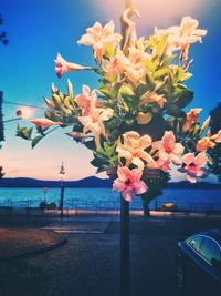 Close-up of flowers by sea against clear sky