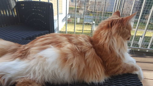 Close-up of dog sitting