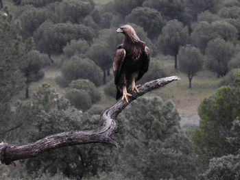 Bird perching on branch against trees