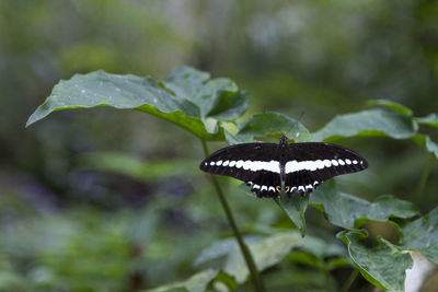 Close-up of butterfly on plant