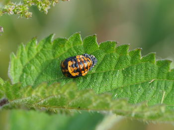 Close-up of insect on leaf