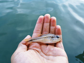 Cropped image of hand holding a sea