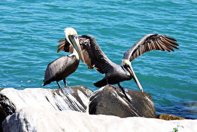 Birds perching on rock by sea