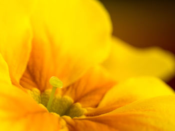 Close-up of yellow flower blooming outdoors