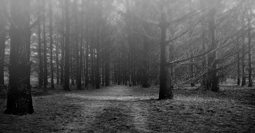 Trees in forest