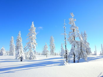 Trees on snow covered land against blue sky