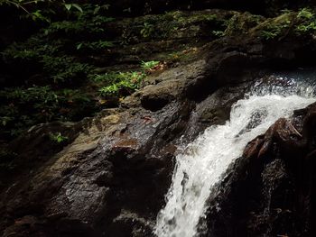 Scenic view of waterfall in forest