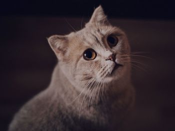 Close-up of a cat looking away