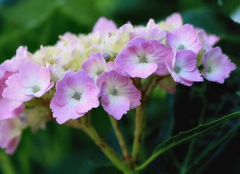 Close-up of flowers