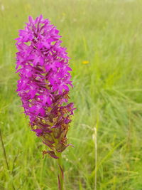 Close-up of purple flowers blooming in field