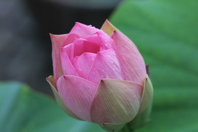 Close-up of pink rose flower