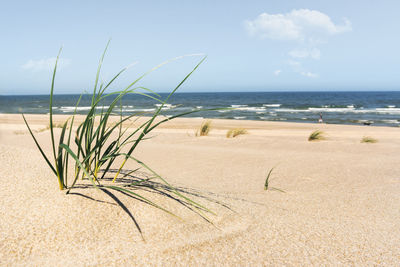 Scenic view of beach against sky