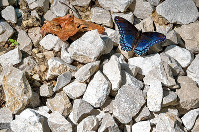 Close-up of butterfly on rock