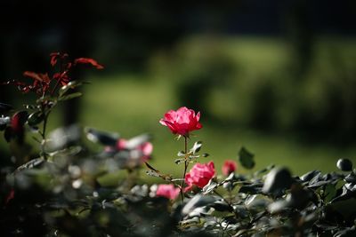 Close-up of red flowers blooming outdoors