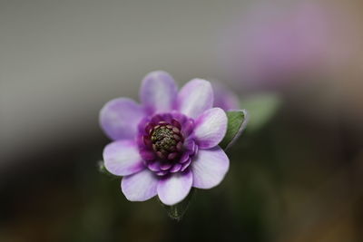 Close-up of pink flower