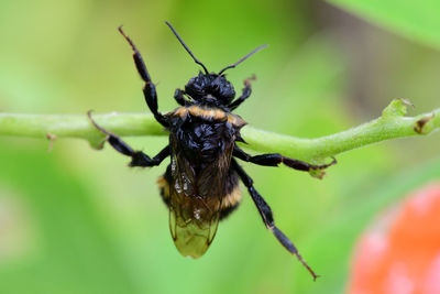 Macro shot of a bumblebee climbing on to a runner bean 