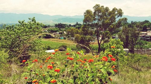 Scenic view of flowering plants on field against sky
