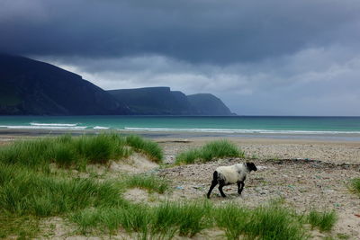 View of a horse on the beach