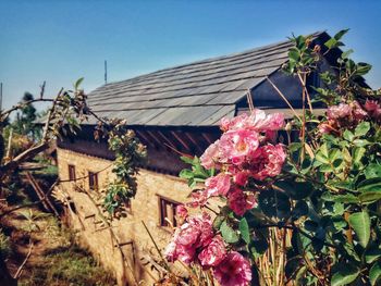 Flowers growing outside house against clear sky