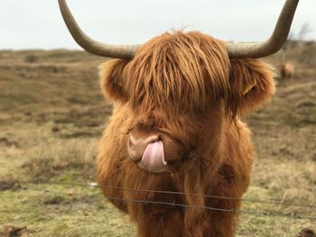 Close-up of highland cattle on field